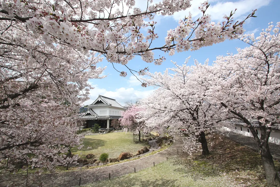 【勝竜寺城公園】桜