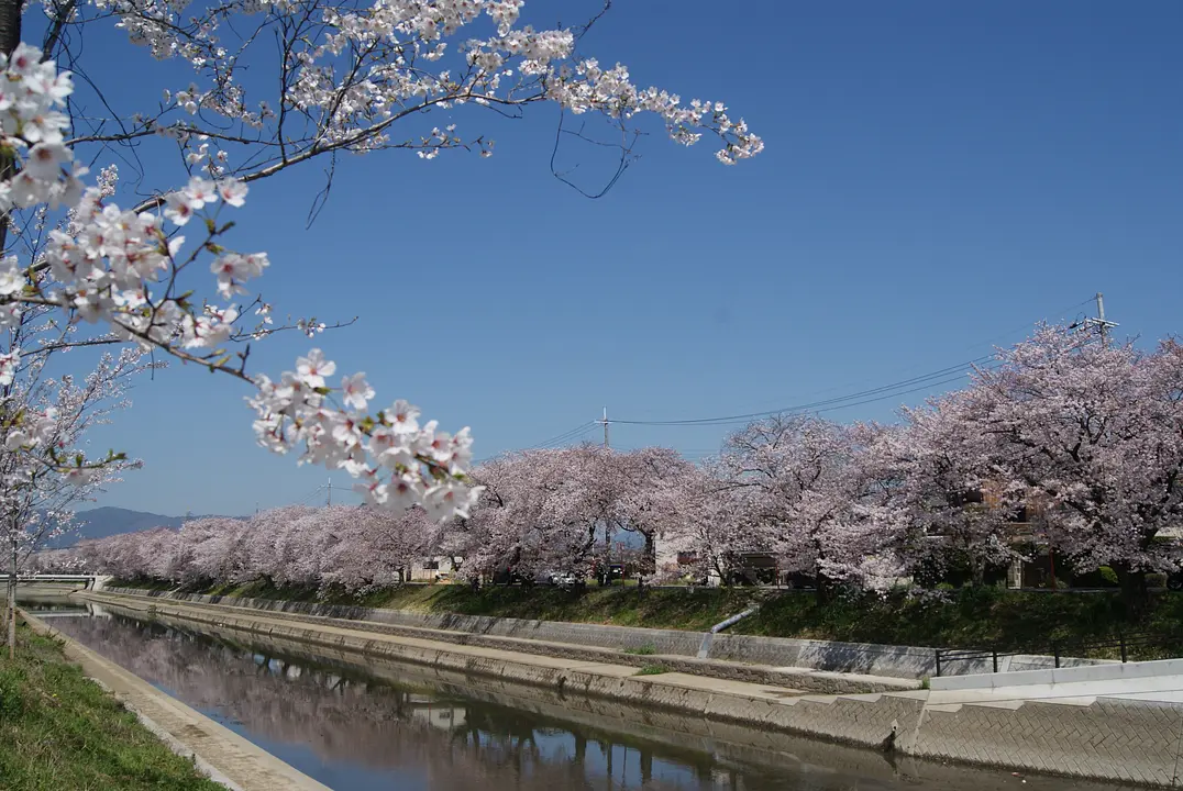 【東一口前川堤】桜