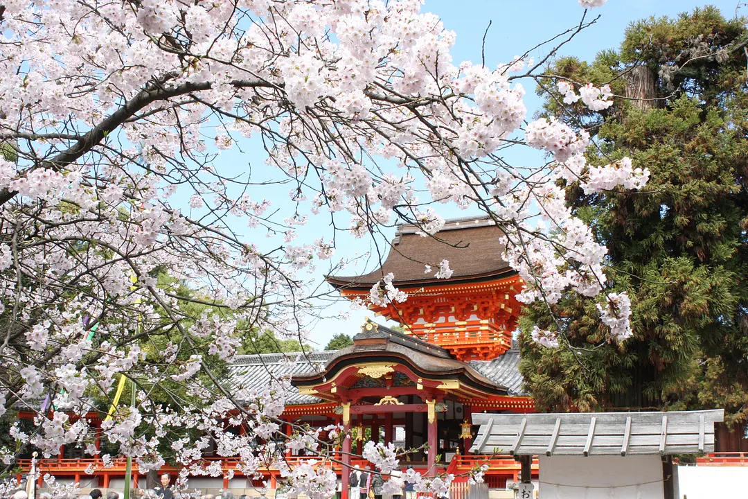 【石清水八幡宮】桜