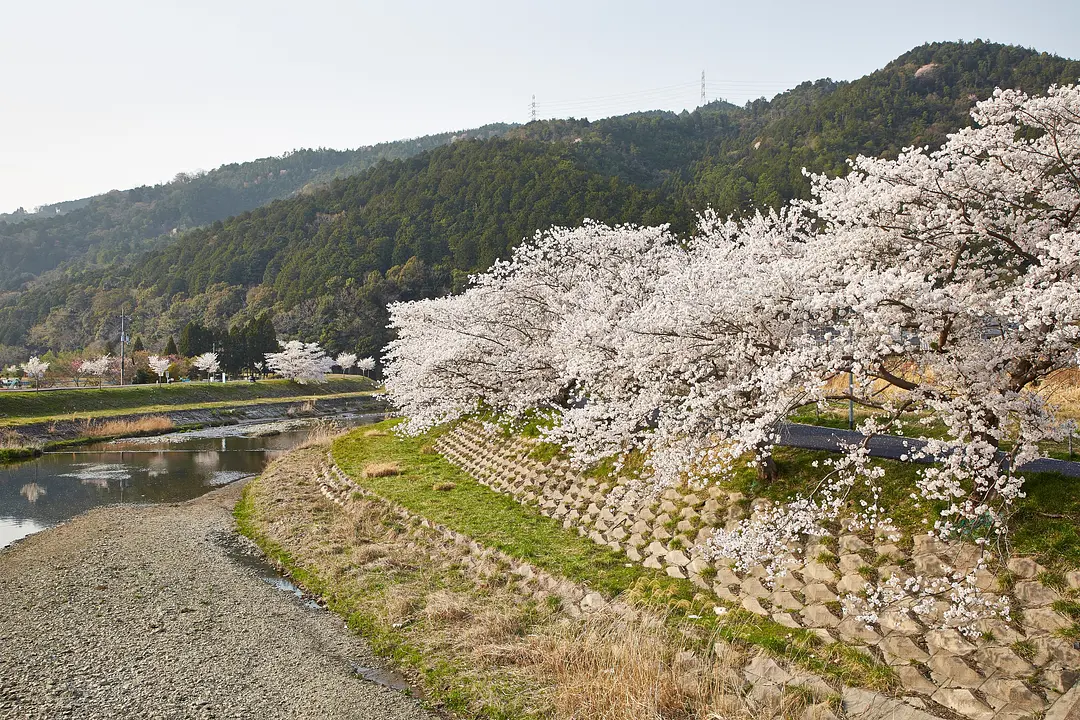 【やすらぎの道】桜