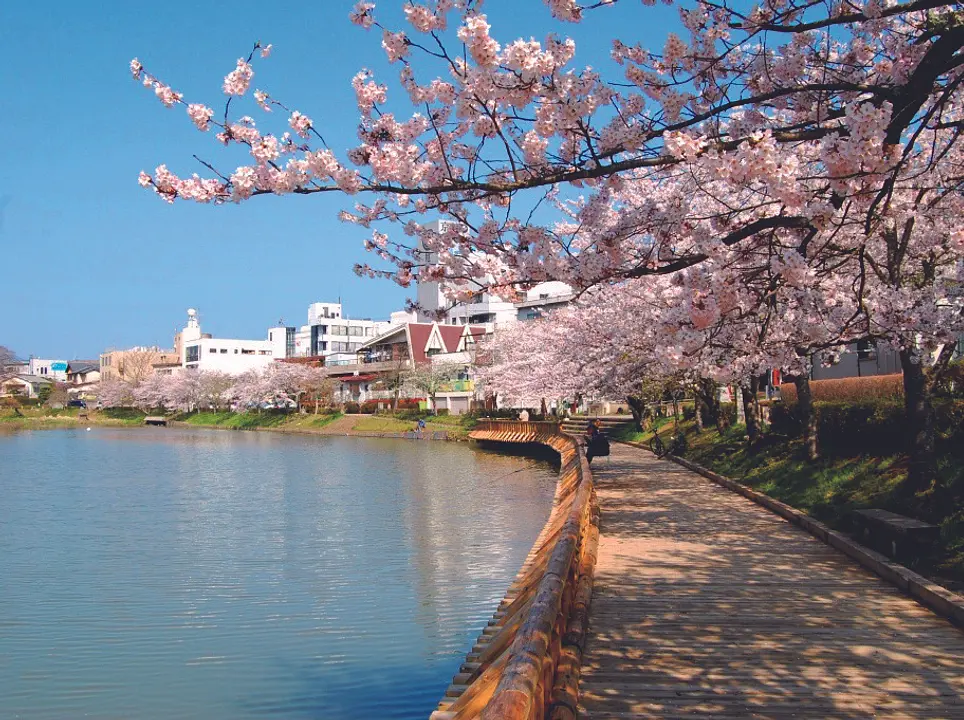 【南郷公園】桜