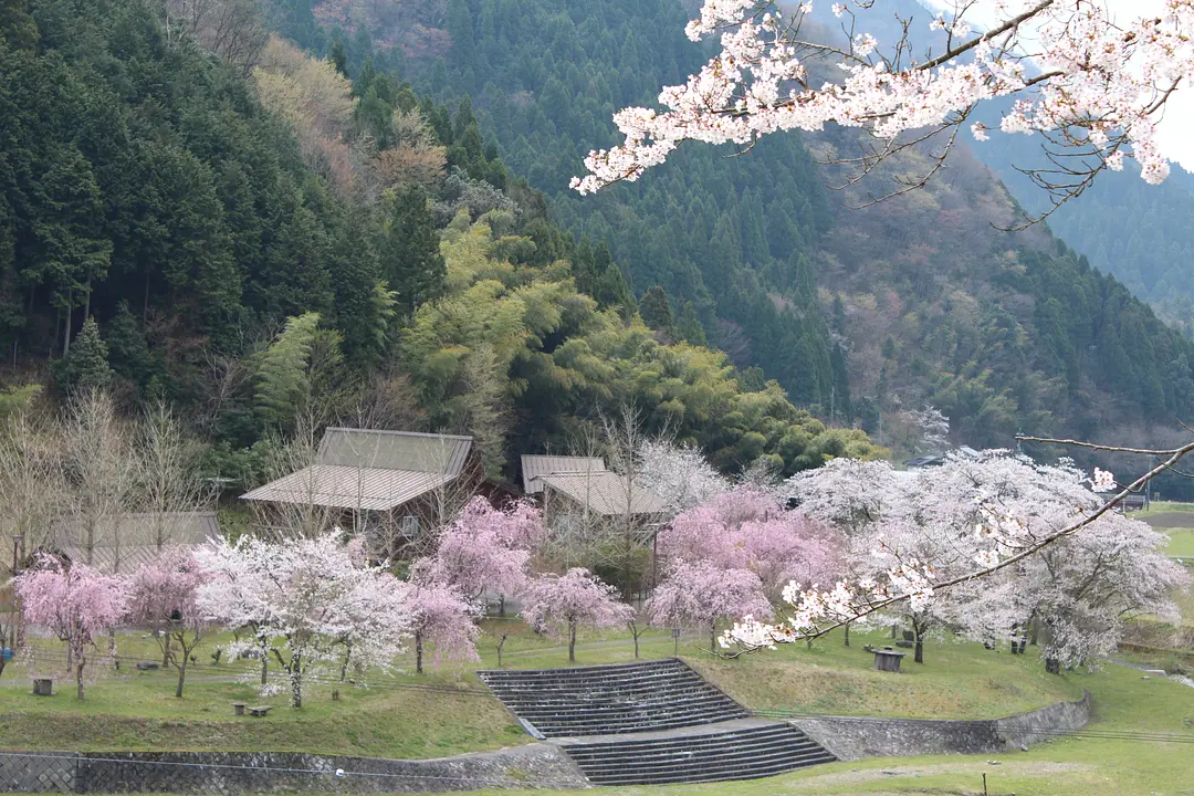 【ウッディパルわち】桜