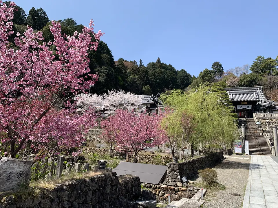 【柳谷観音（楊谷寺）】桜