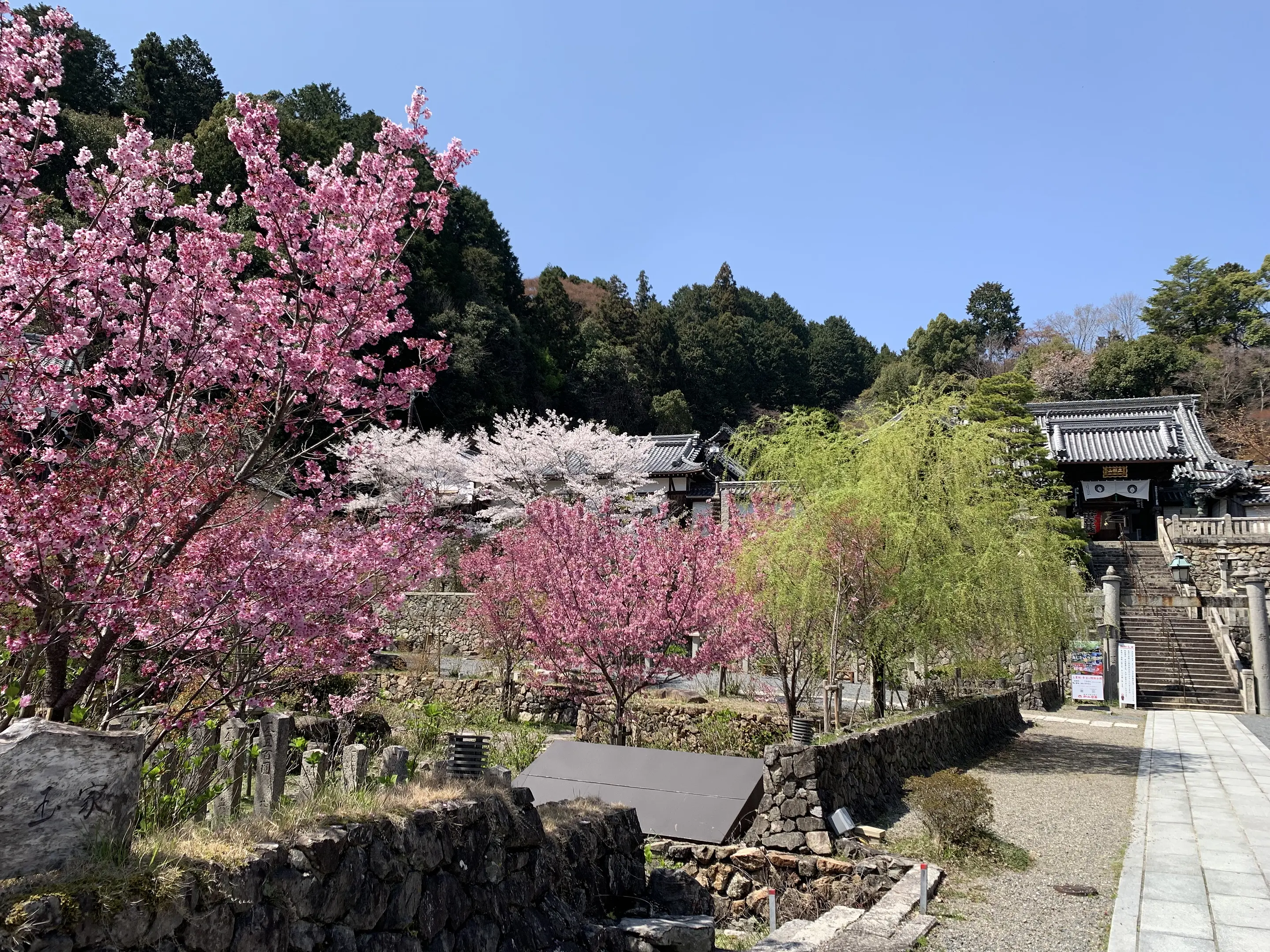 柳谷観音楊谷寺_陽光桜.jpg