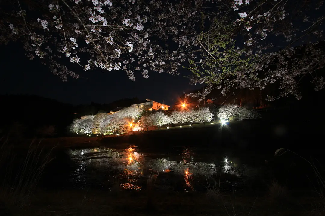 【あやべ温泉】桜