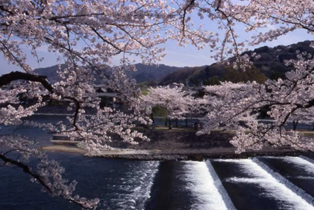 京都府立宇治公園00950l (002).jpg