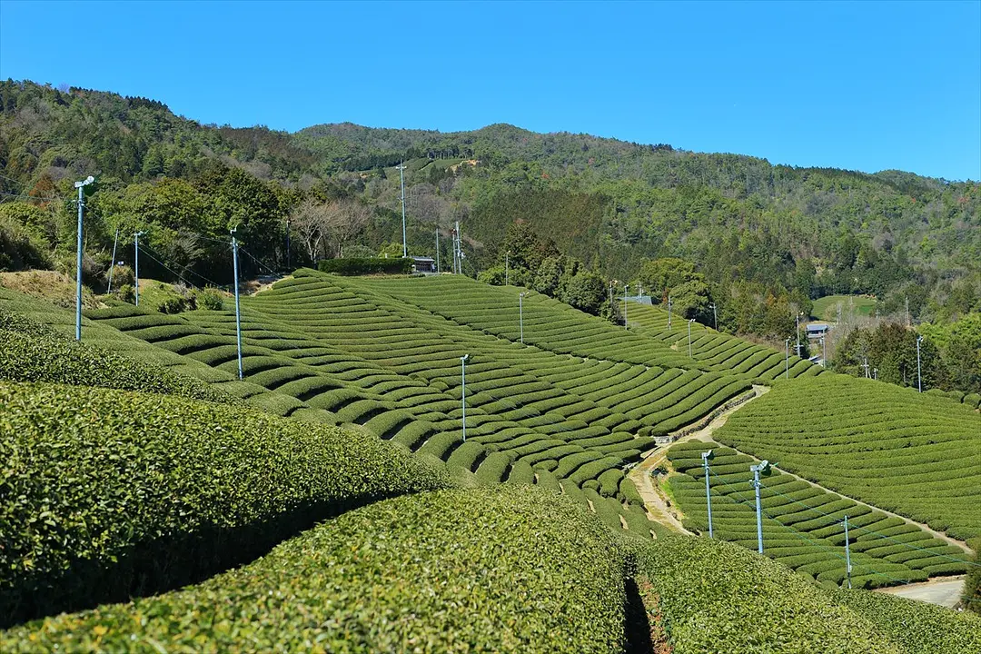 茶畑（和束町）