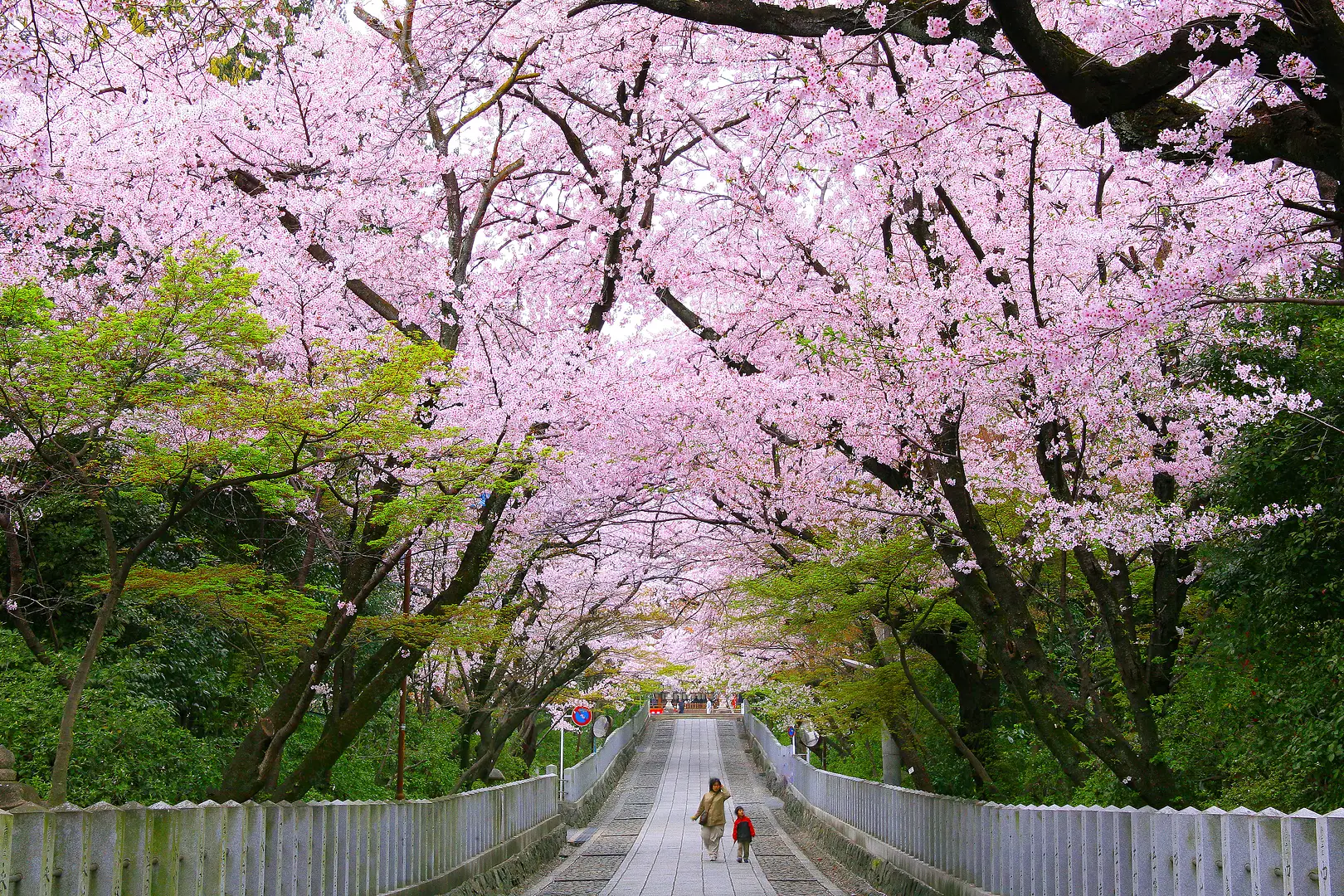 向日神社の桜（向日市）