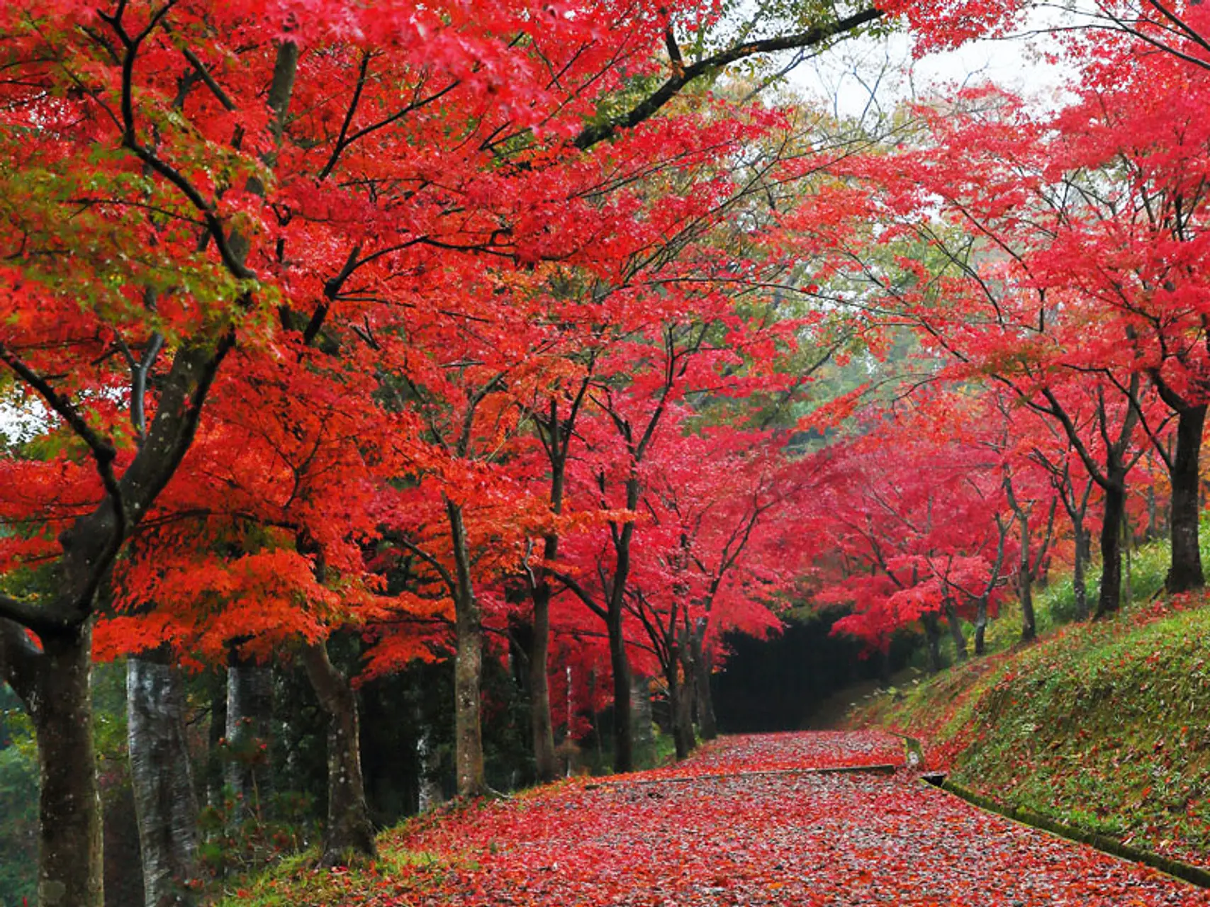 紅葉の見どころ