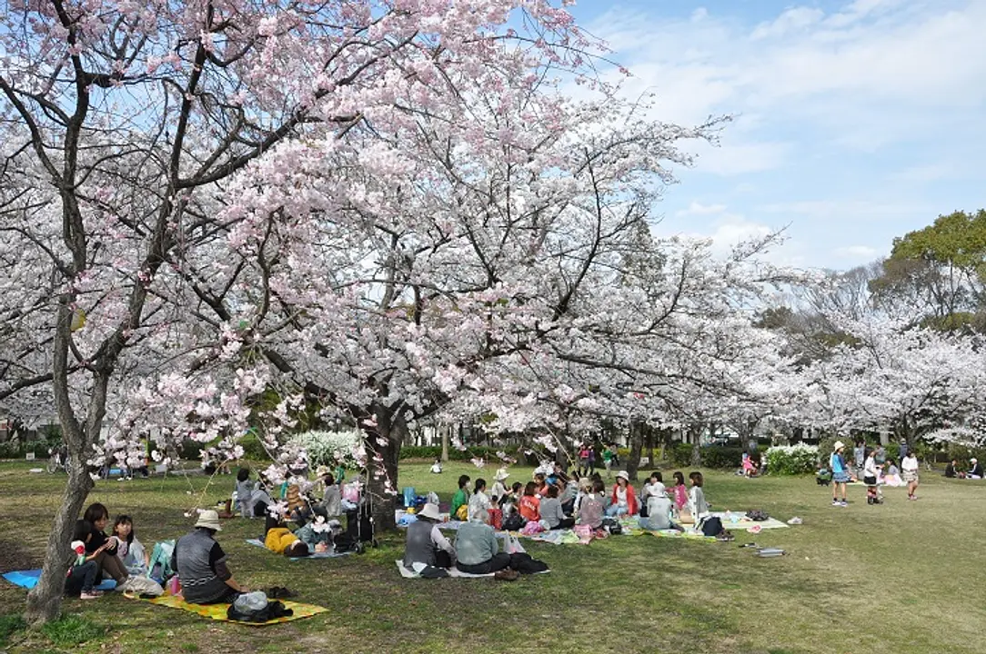 さくら近隣公園 (002).JPG