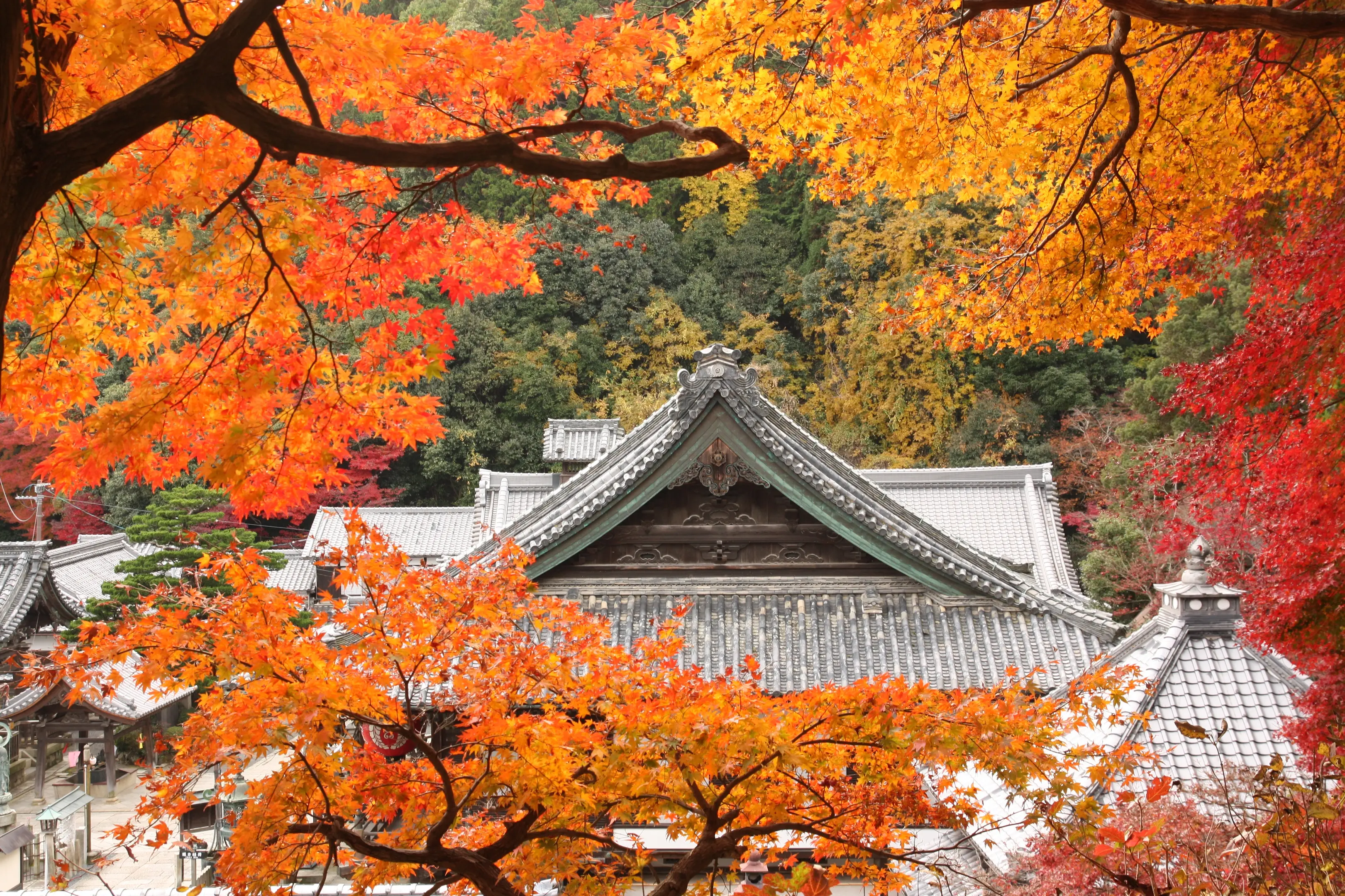 1【柳谷観音楊谷寺】紅葉 (004).JPG