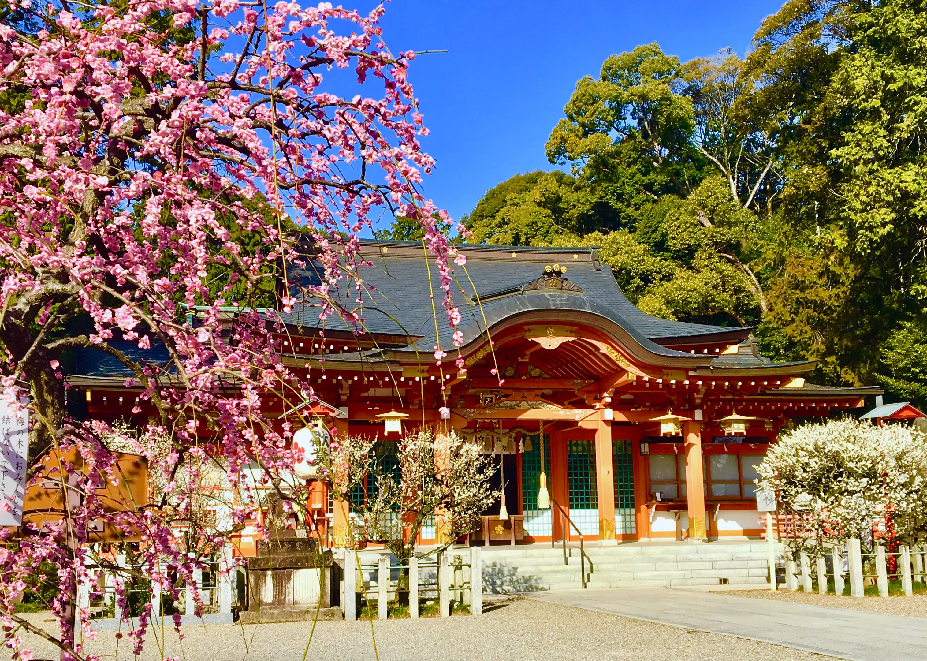 【長岡天満宮】梅.jpg