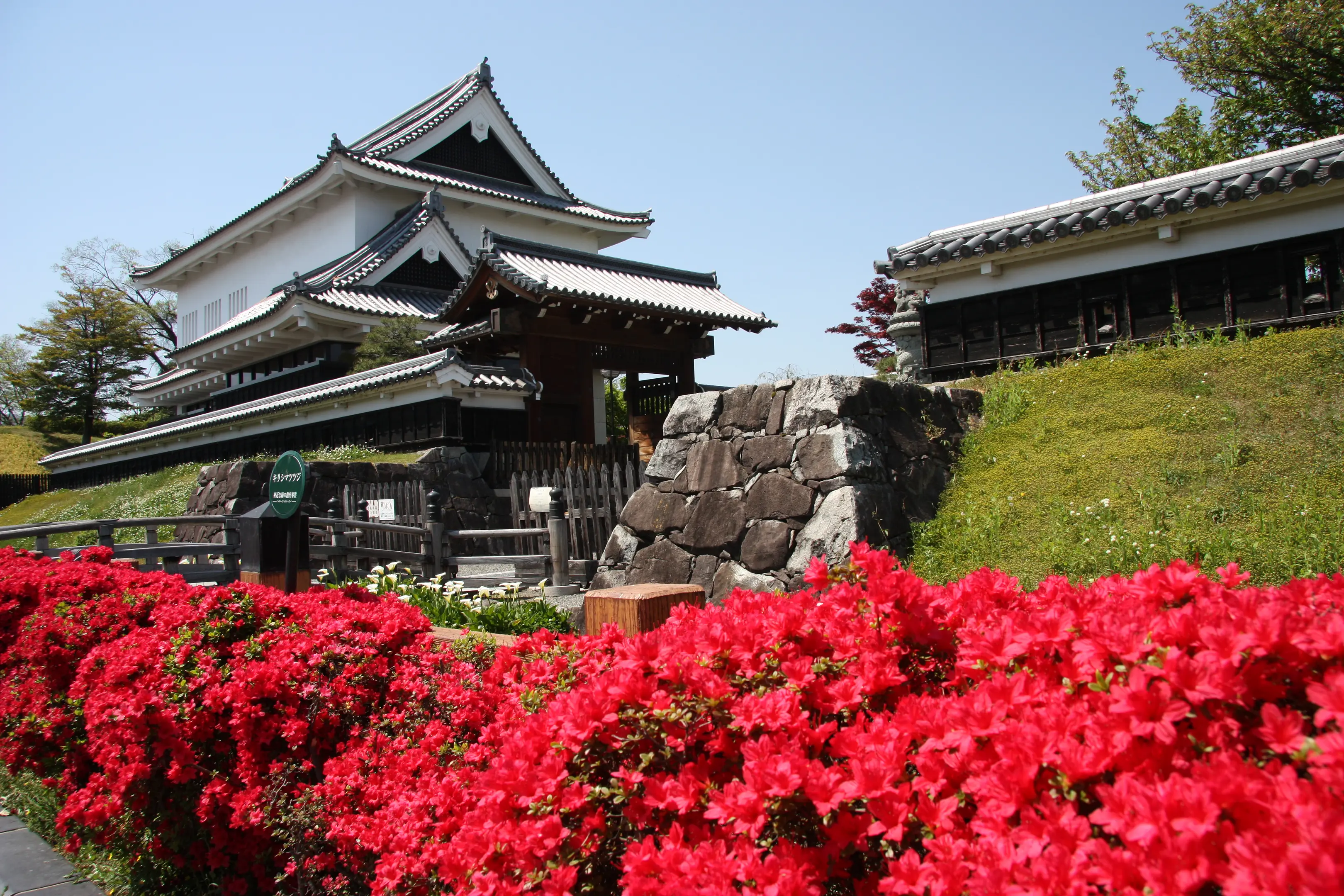 【勝竜寺城公園】外観（キリシマツツジ） (002).JPG