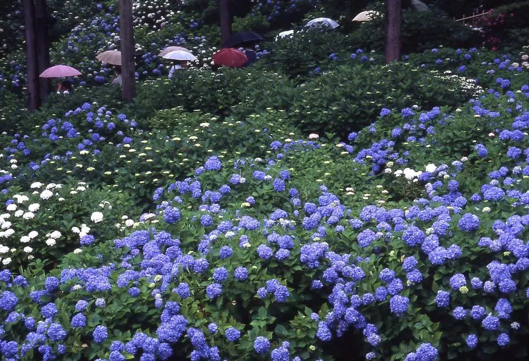 三室戸寺のあじさい_6月(宇治市).jpg