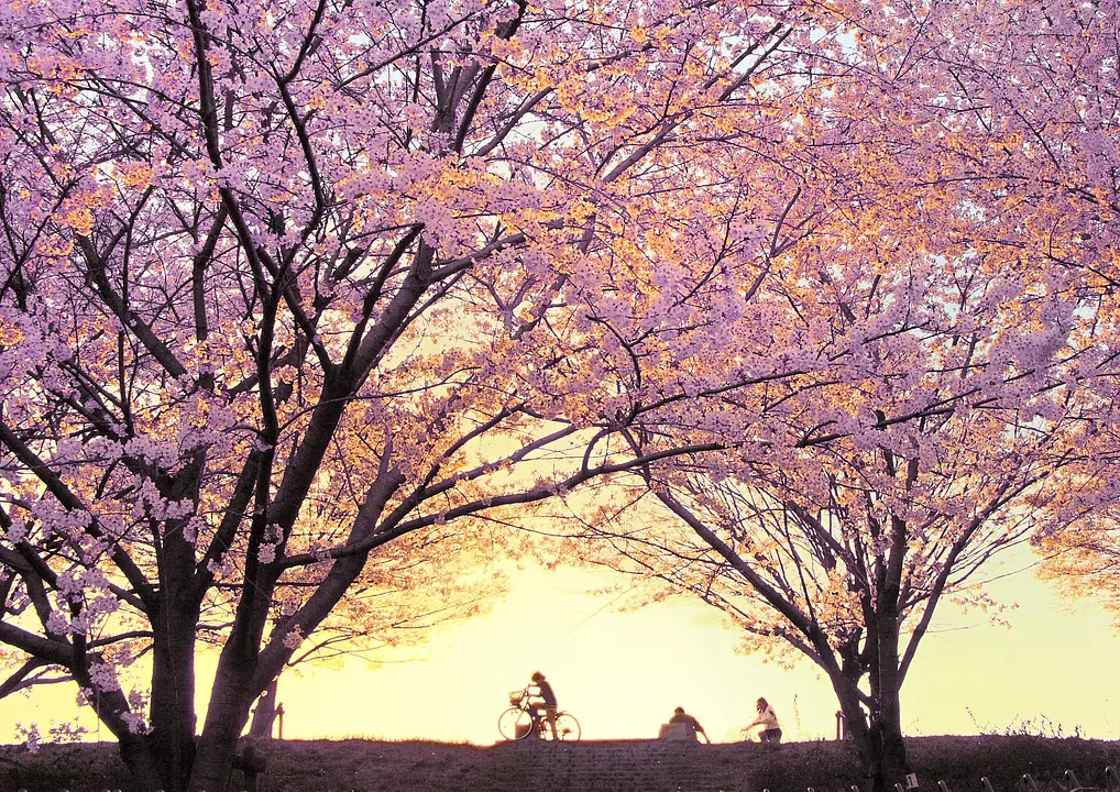 桜づつみ「木津川・緑と水のやすらぎ回廊」2(城陽市).JPG