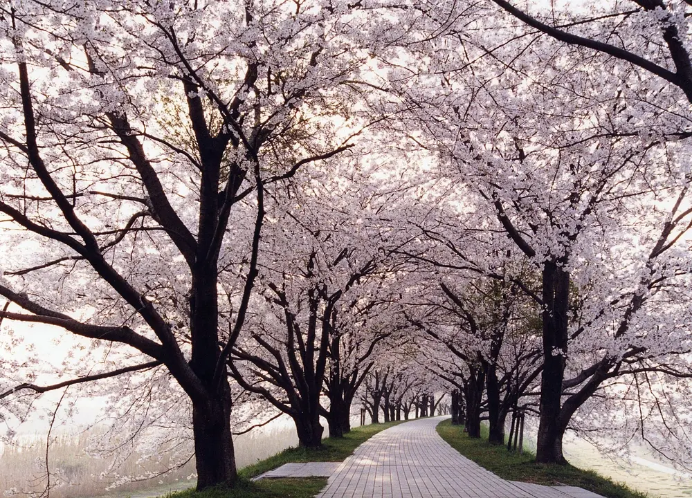 背割堤_桜2_4月.JPG