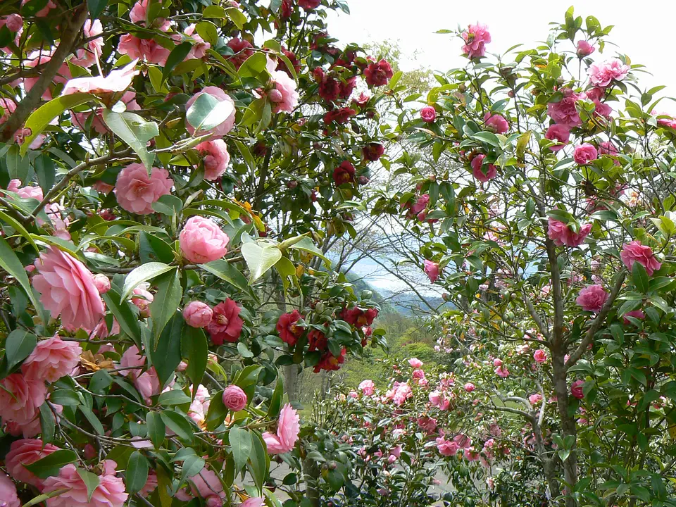 舞鶴自然文化園_ツバキ園_3月(舞鶴市).JPG