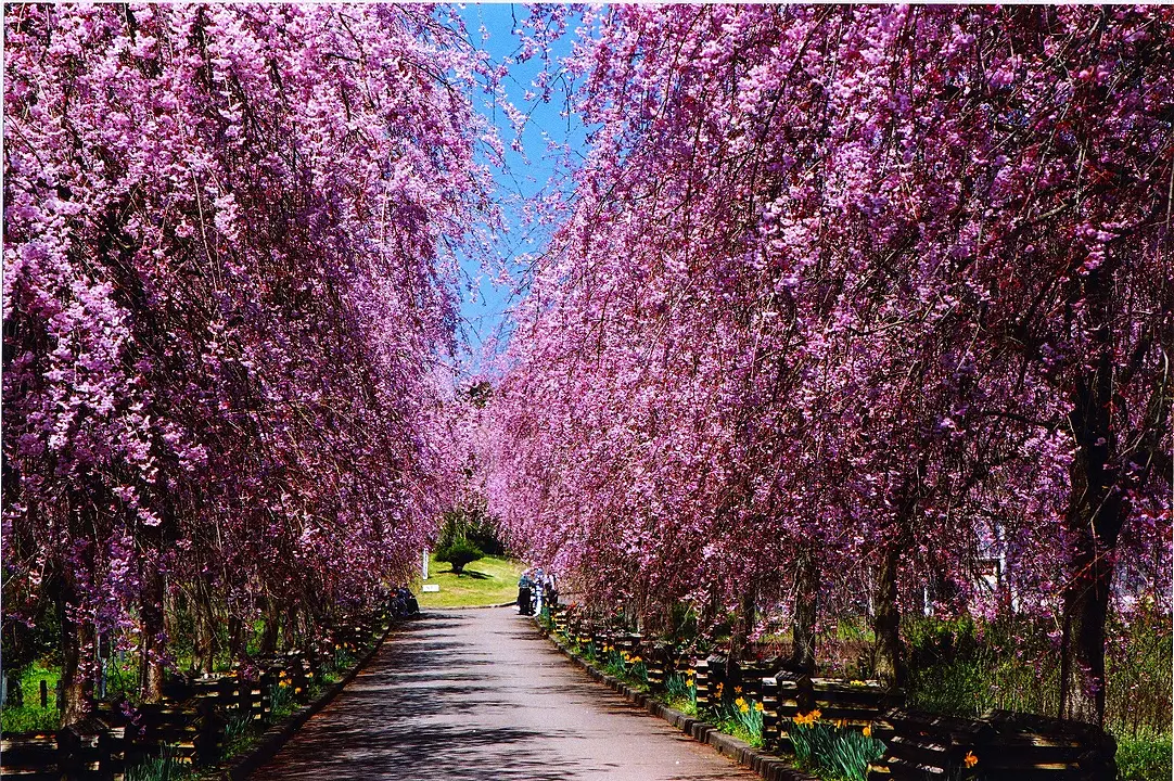 京都府緑化センター_ヤエベニしだれ桜2(福知山市).JPG