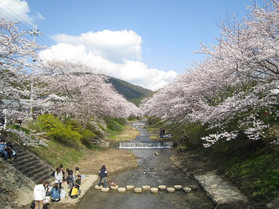 玉川堤の桜１(井手町).JPG