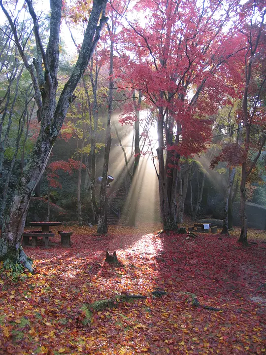 笠置山もみじ公園1_11月（笠置町）.JPG