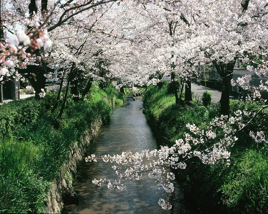 疎水分流（京都市）.jpg