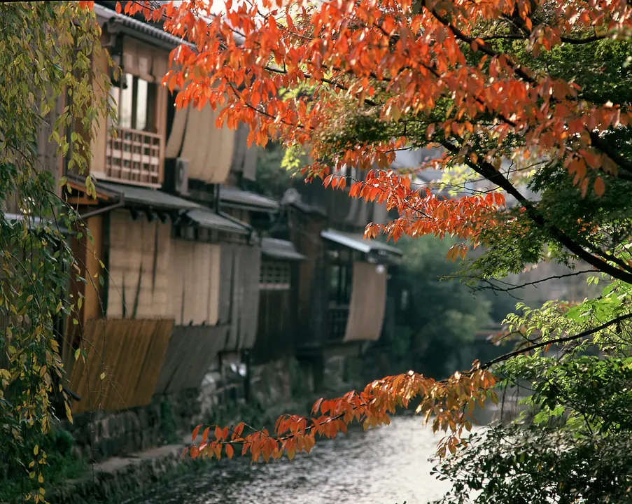 祇園白川の紅葉_11月（京都市）.jpg