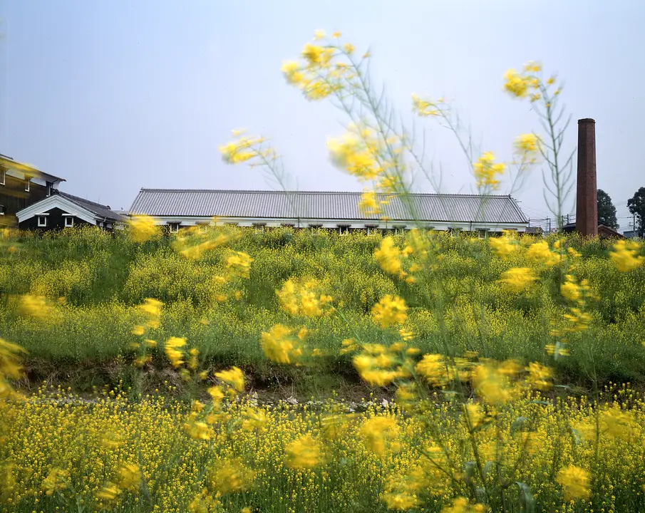 酒蔵と菜の花_3月.jpg