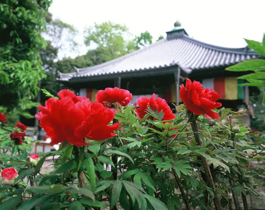 乙訓寺の牡丹_5月（向日市）.jpg