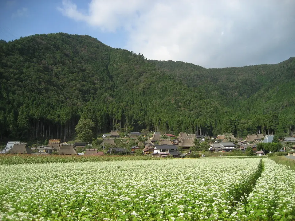 美山_かやぶきの里_そばの花2(南丹市).JPG