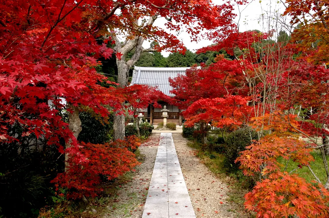 紅葉の観音寺（京田辺市）.JPG