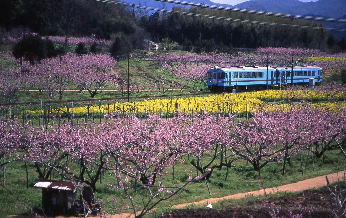 久美浜町浦明の桃畑(京丹後市).jpg