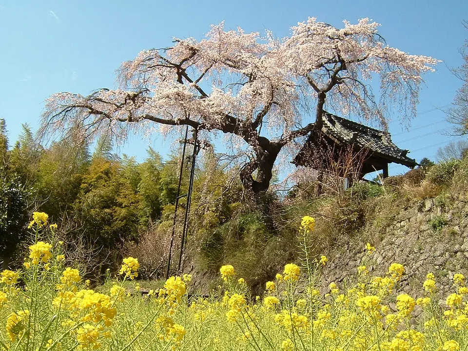 地蔵禅院のしだれ桜１(井手町).jpg