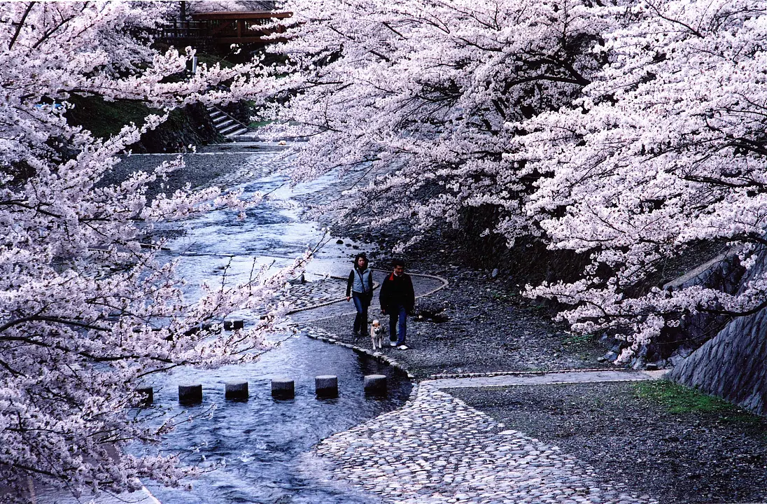 七谷川堤(亀岡市).jpg