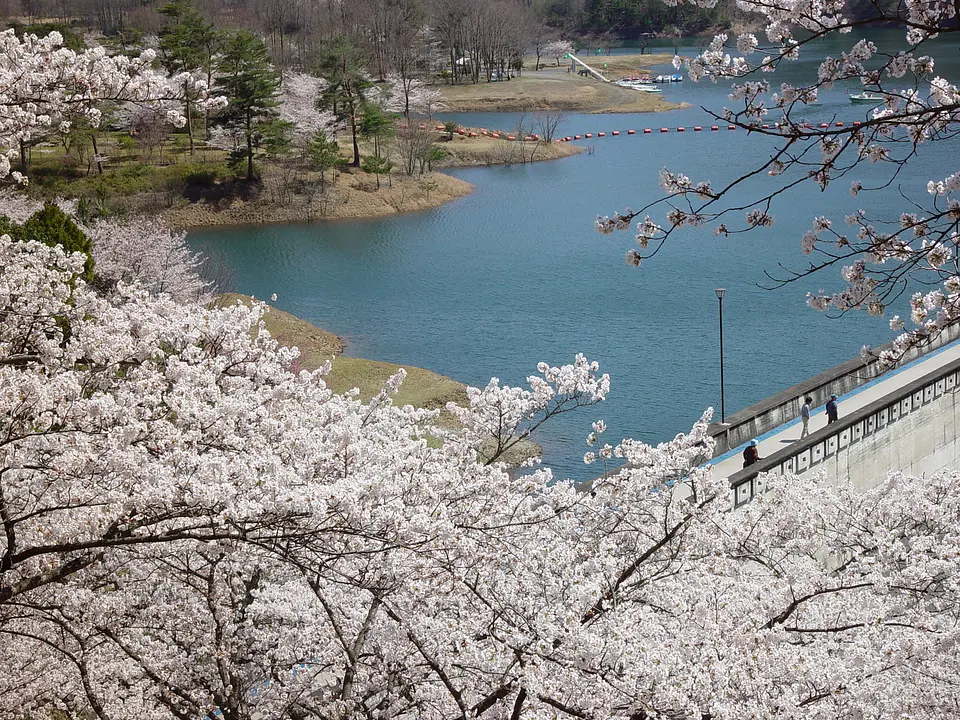 大野ダム公園_桜2(南丹市).jpg