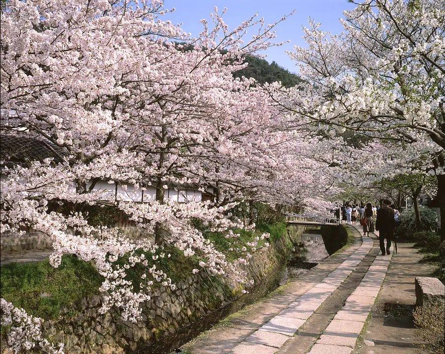 京都市左京区_哲学の道_桜1.jpg