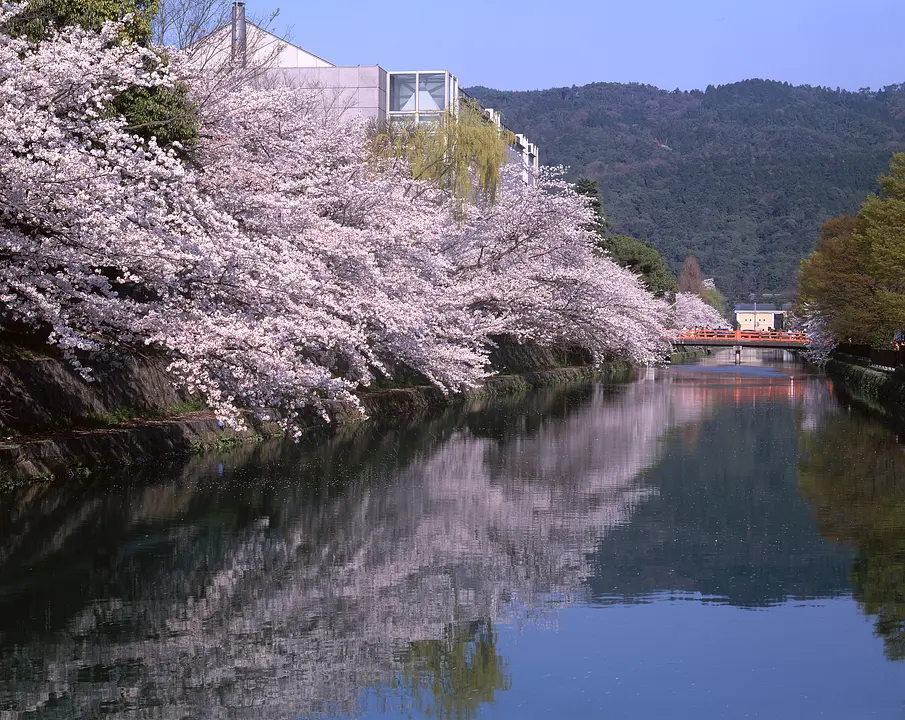 京都市左京区_岡崎疏水_桜2.jpg