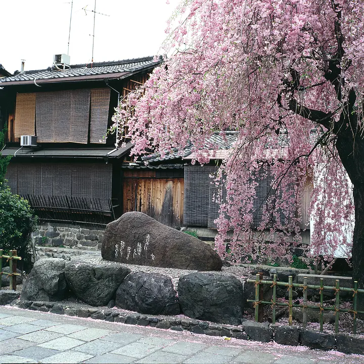 京都市東山区_祇園白川_桜1.jpg