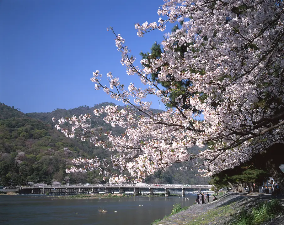 京都市右京区_嵐山_桜1.jpg