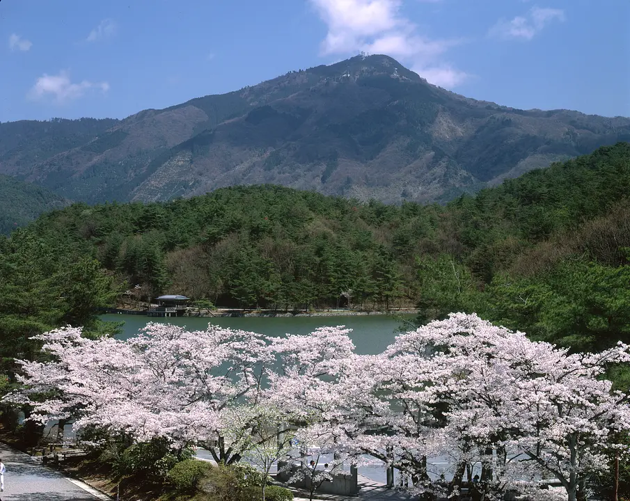 京都市左京区_宝が池の桜.jpg