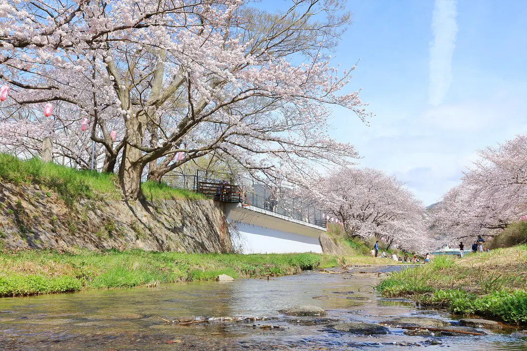 井手町_玉川の桜_012_R.JPG