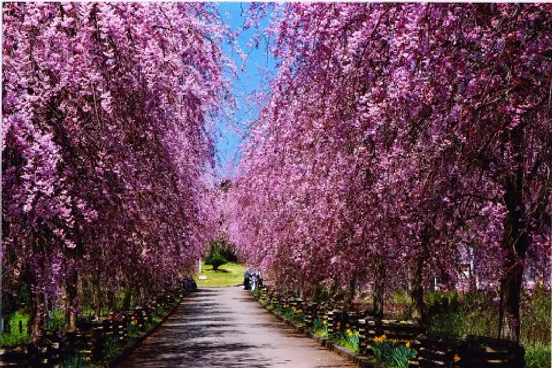 【京都府・緑化センター】桜