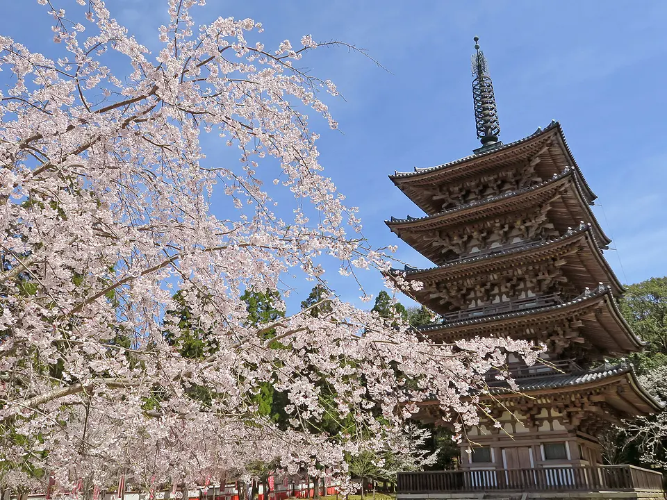 醍醐寺00003463_五重塔と桜 (002).jpg