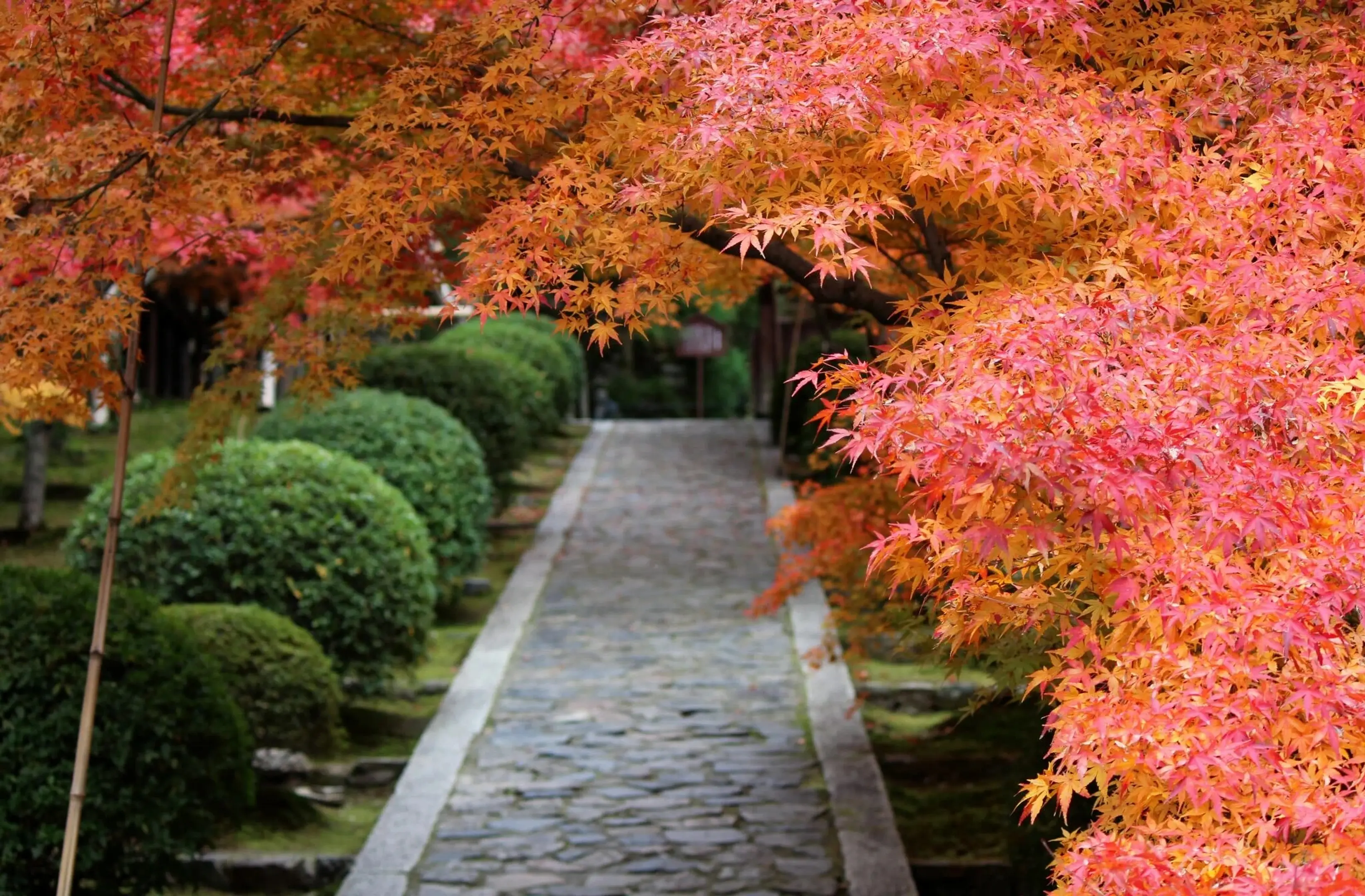 酬恩庵一休寺の紅葉