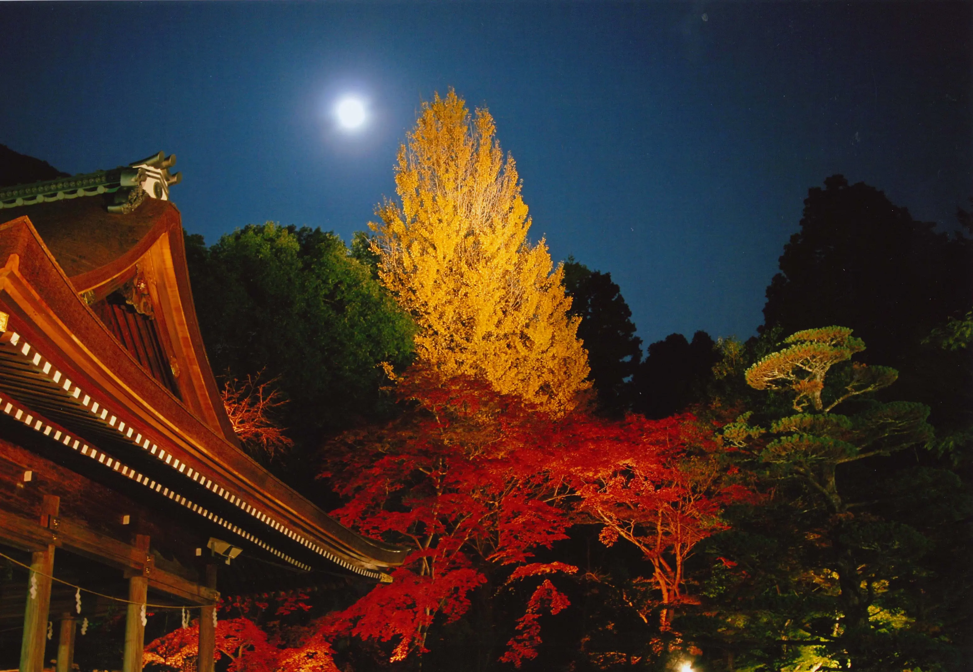 出雲大神宮の紅葉