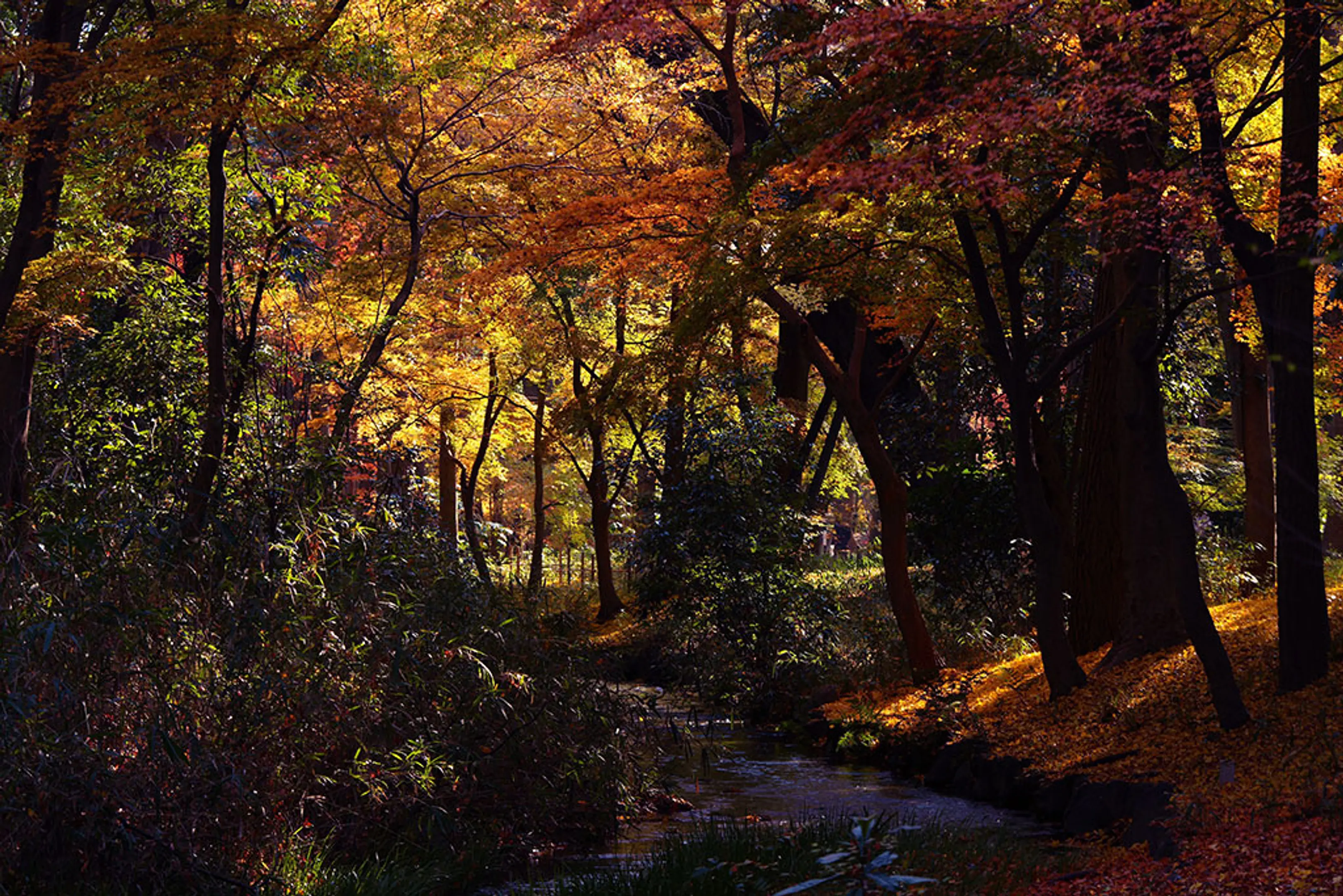 賀茂御祖神社（下鴨神社）の紅葉