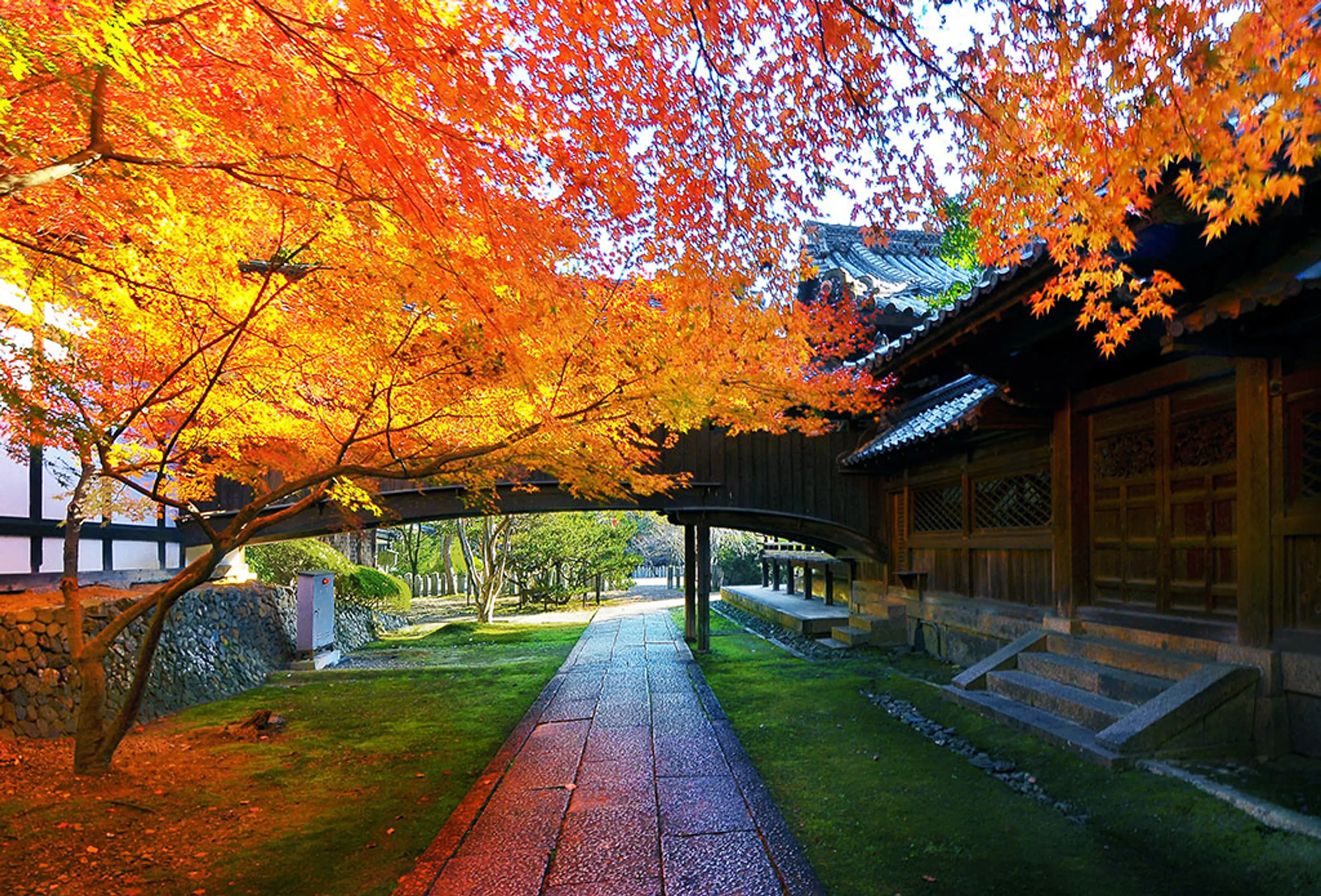 向日神社の紅葉