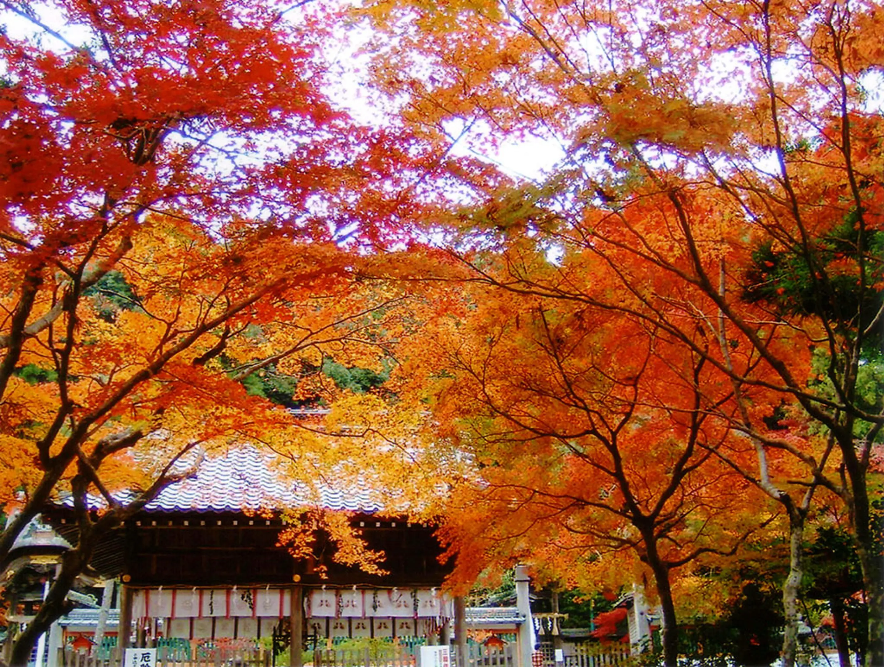 鍬山神社の紅葉