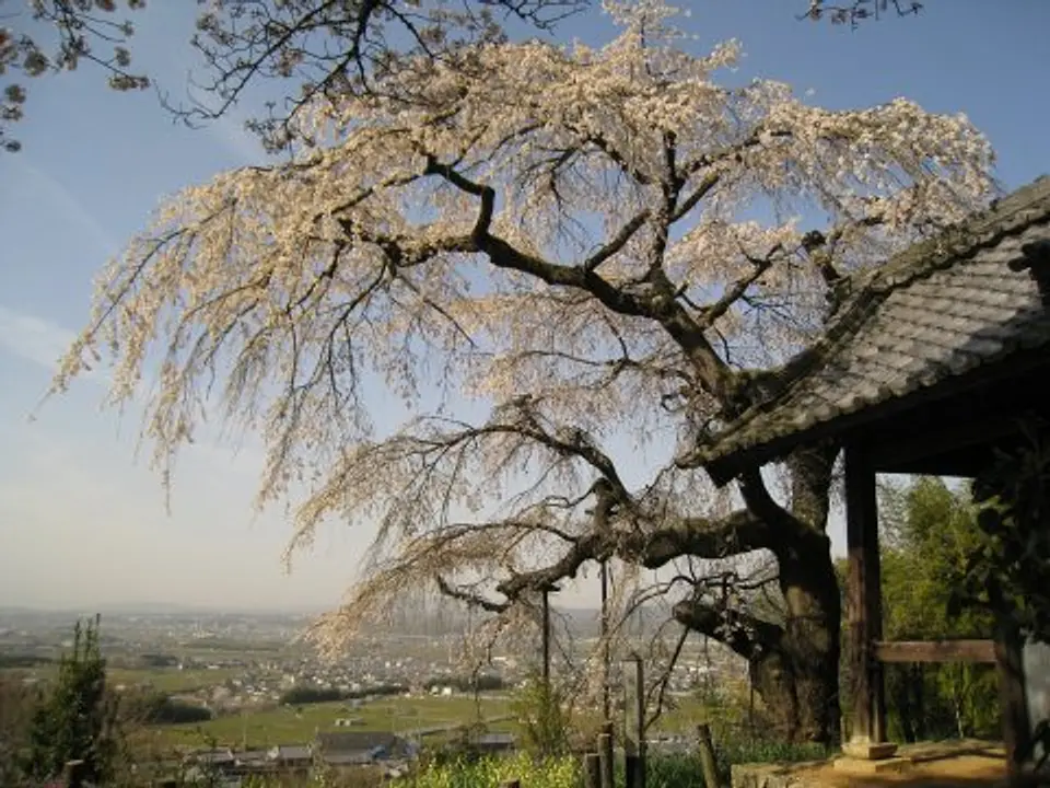 地蔵禅院