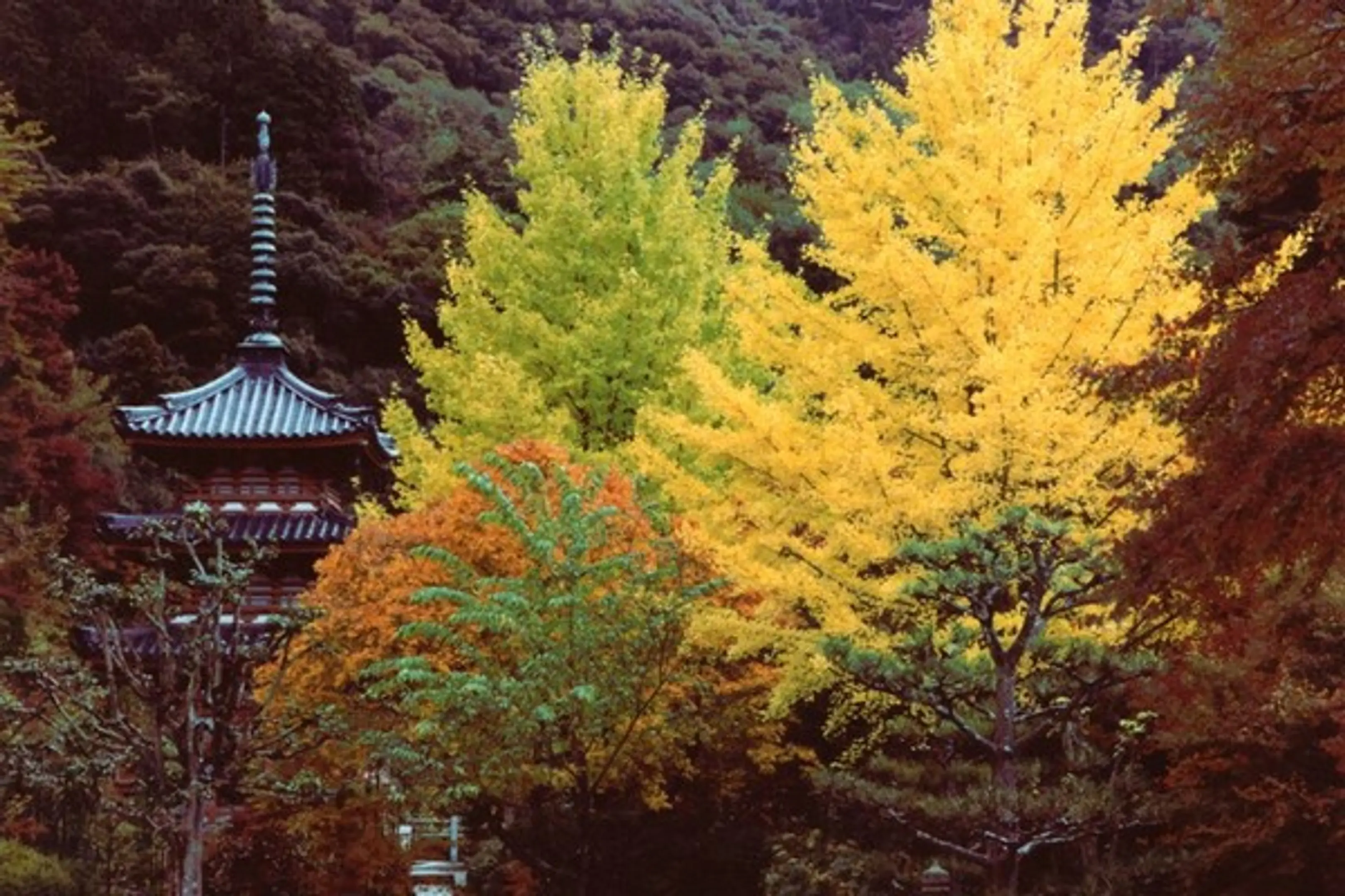 【三室戸寺】紅葉