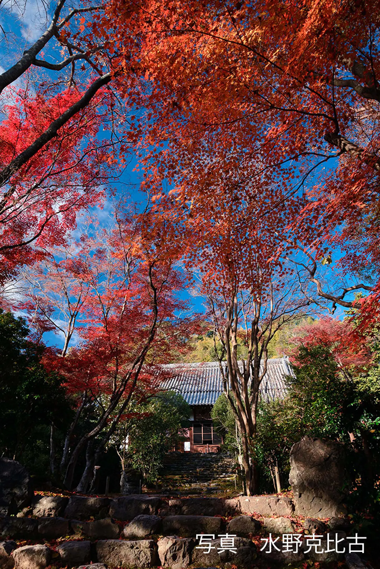 【浄住寺】紅葉